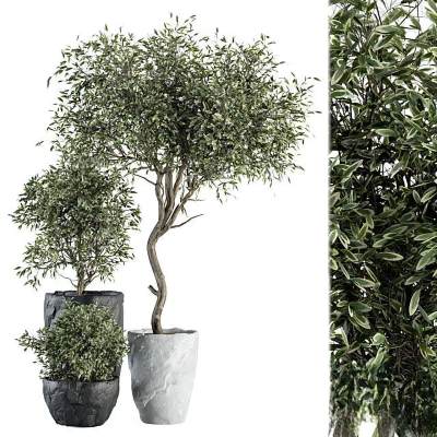 现代植物盆栽-56